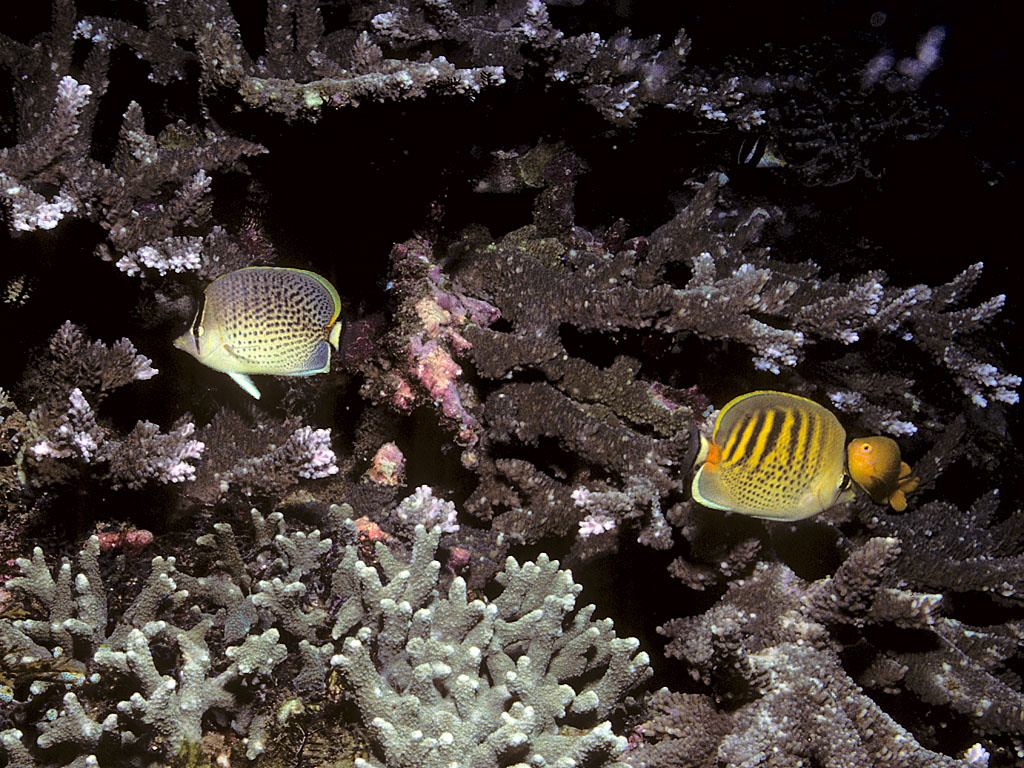 Chaetodon punctatofasciatus (Pesce farfalla punti e bande)